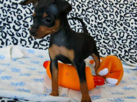 Той терьер щенки, фотография 1