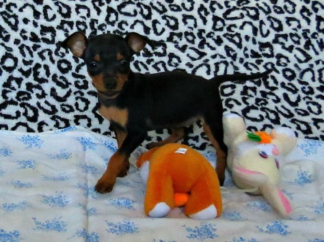 Той терьер щенки, фотография 2