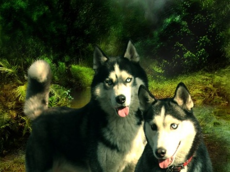 Щенки Хаски питомник , фотография 1