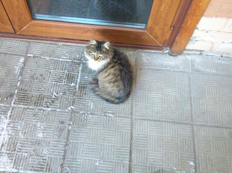 Отдам кошку в хорошие руки, фотография 1