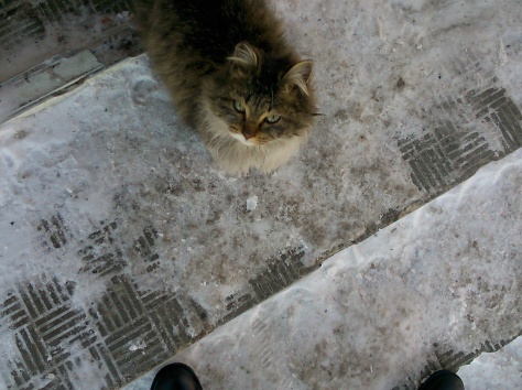 Отдам кошку в хорошие руки, фотография 2