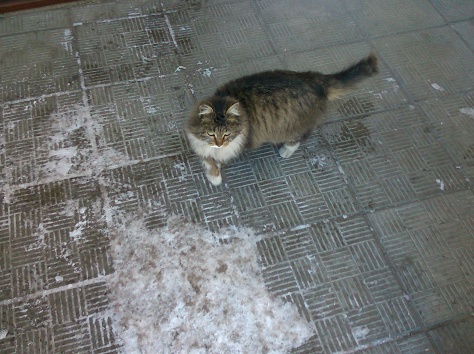 Отдам кошку в хорошие руки, фотография 3