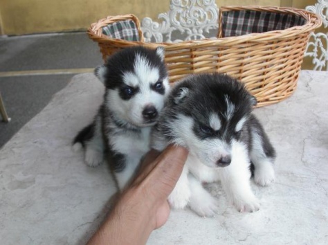 Сибирский хаски щенки ищу хорошего дома, фотография 1