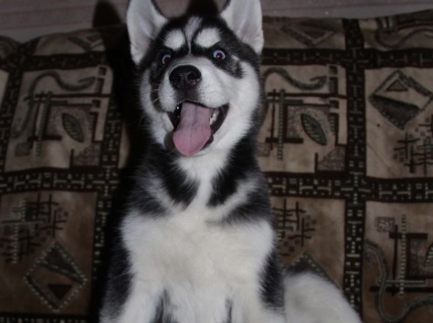 Щенки Хаски питомник , фотография 2