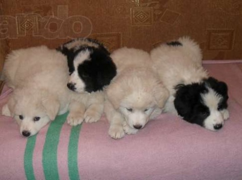 Продаются щенки , фотография 1