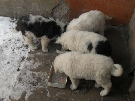 Продаются щенки , фотография 3