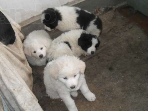 Продаются щенки , фотография 5