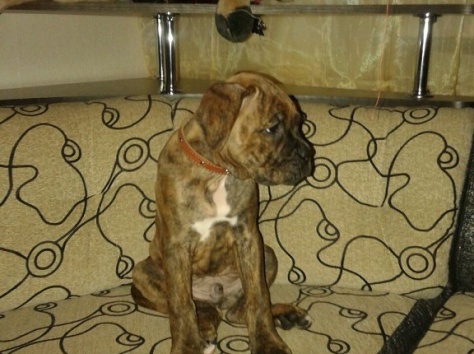 Продам щенка боксера, фотография 1