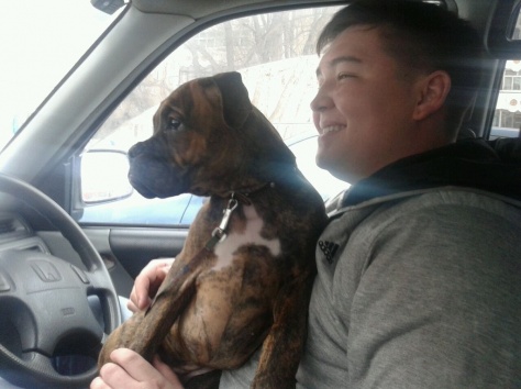 Продам щенка боксера, фотография 2