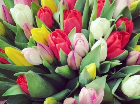 Купи тюльпаны по низким ценам!, фотография 1