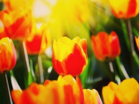 Купи тюльпаны по низким ценам!, фотография 2