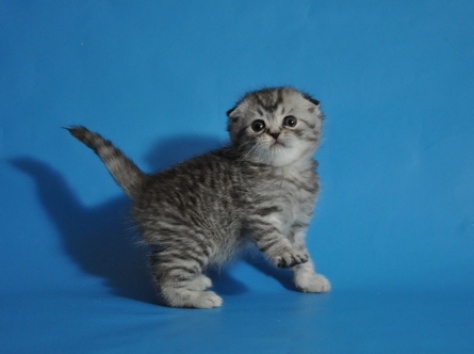 Продаются шотландские вислоухие котята, фотография 1