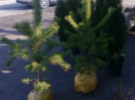 Туи Smaragd, сосны и саженцы плодовых деревьев, фотография 1