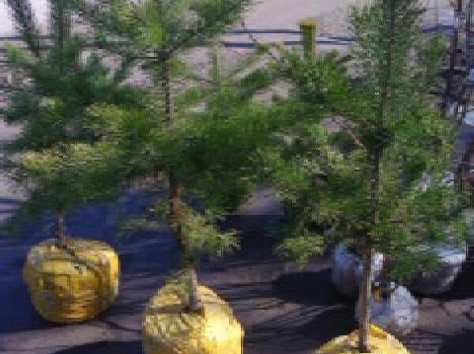 Туи Smaragd, сосны и саженцы плодовых деревьев, фотография 3