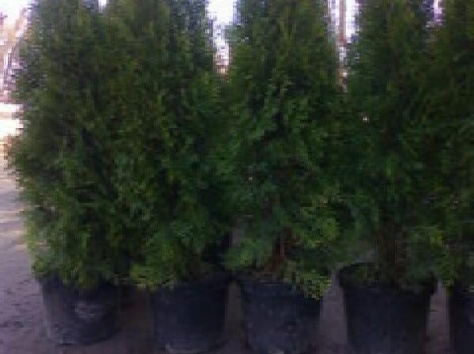 Туи Smaragd, сосны и саженцы плодовых деревьев, фотография 4