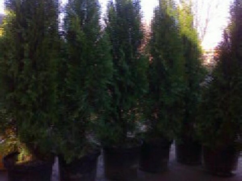 Туи Smaragd, сосны и саженцы плодовых деревьев, фотография 5