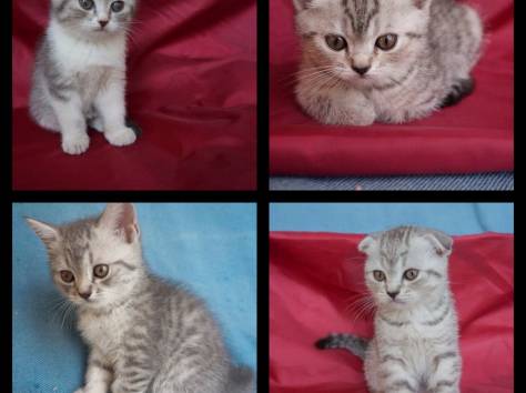 Продаю шотландских котят, фотография 3