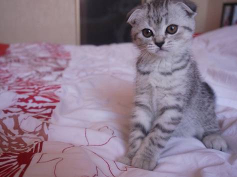 Продаю шотландских котят, фотография 4
