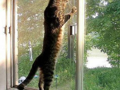 Москитные сетки, фотография 2