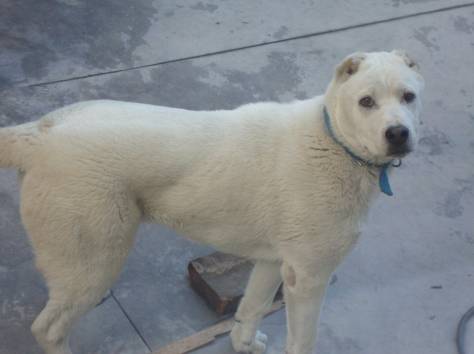 Щенок Алабая, фотография 1