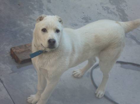 Щенок Алабая, фотография 2