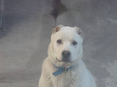 Щенок Алабая, фотография 3