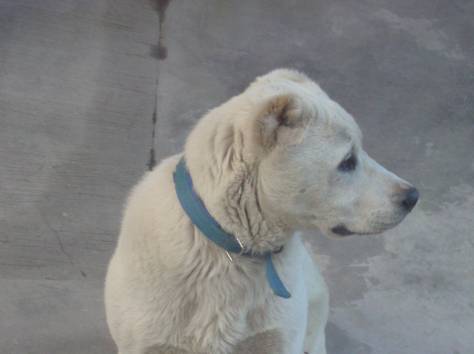 Щенок Алабая, фотография 4