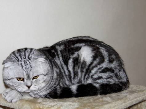 продам котят, фотография 2