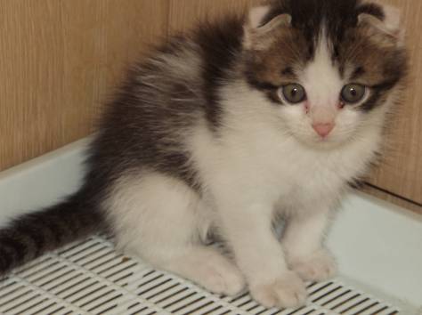 ШОТЛАНДСКИЕ КОТЯТА, фотография 2