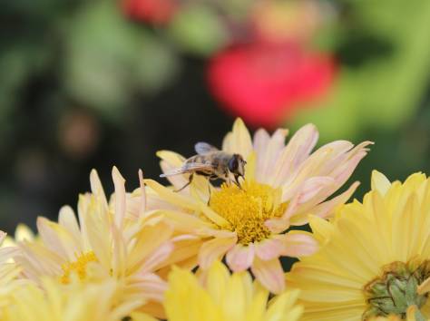 Фотоаппарат Canon 650D, фотография 5