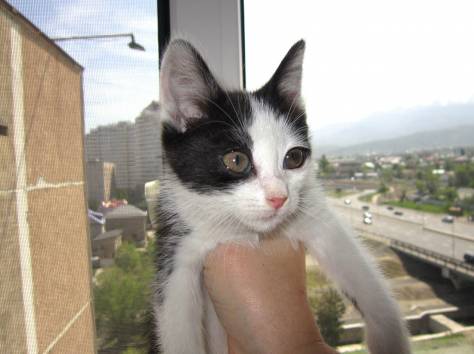 Очень ласковый и игривый котенок ищет любящих хозяев, фотография 4