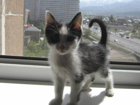 Очень ласковый и игривый котенок ищет любящих хозяев, фотография 5