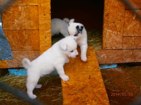 щенки лайки, фотография 1