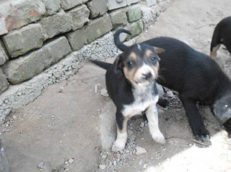 Отдам щенков в добрые руки!, фотография 5