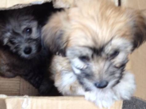 Продаются щенята, фотография 2