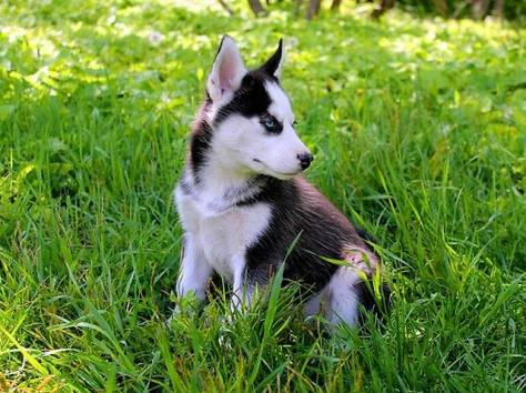 Продаются щенки сибирского Хаски, фотография 1