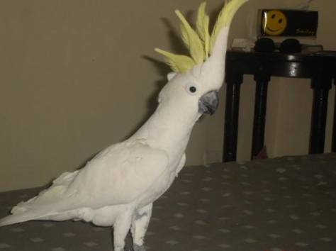 великолепный какаду нужен новый дом., фотография 2