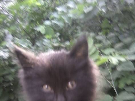 Котенок ищет дом!, фотография 3