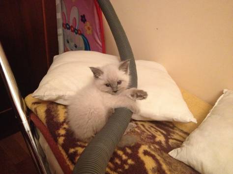 Отдам в хорошие руки котенка!, фотография 1