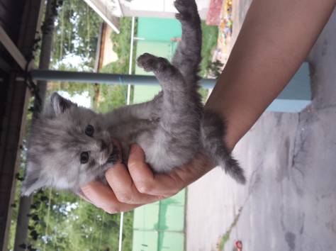 отдам котят шотландской вислоухой кошки, фотография 1