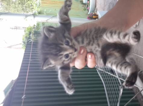 отдам котят шотландской вислоухой кошки, фотография 2