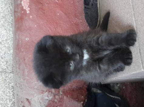 отдам котят шотландской вислоухой кошки, фотография 3