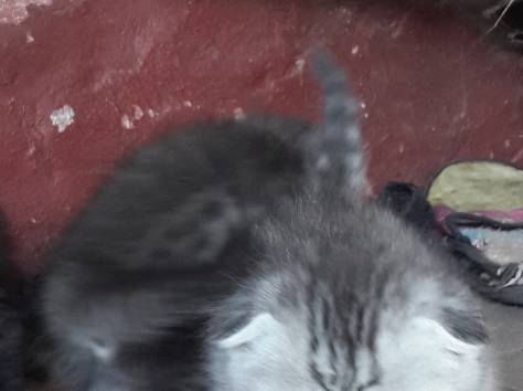 отдам котят шотландской вислоухой кошки, фотография 4