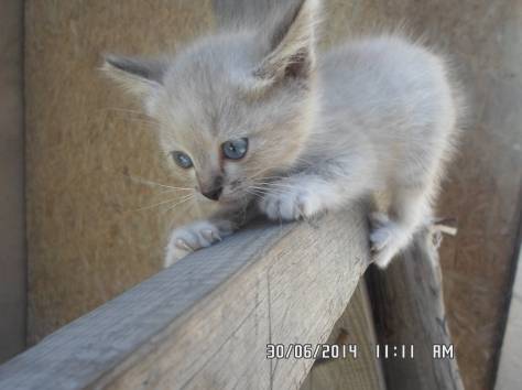 Котята ищут любящих хозяев, фотография 1