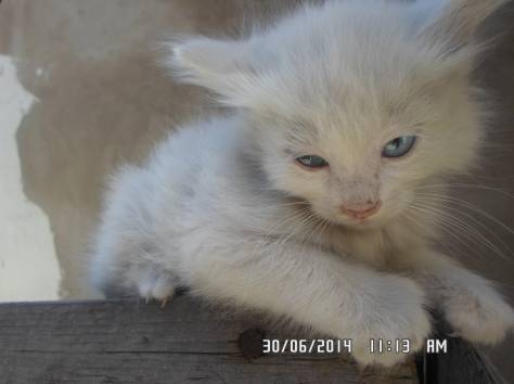 Котята ищут любящих хозяев, фотография 2