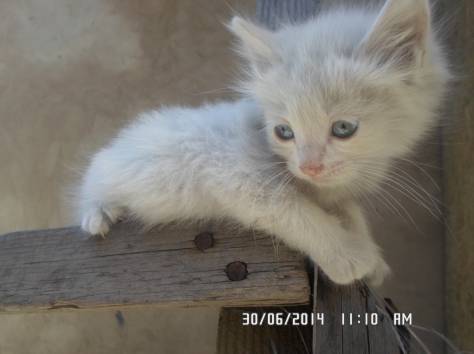 Котята ищут любящих хозяев, фотография 3