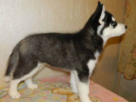 Продаются щенки породы сибирский Хаски, фотография 1