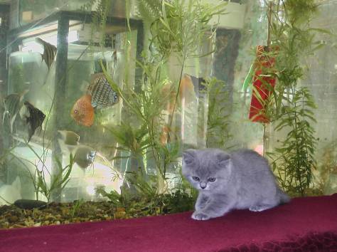 продажа британских короткошерстных котят с родословной, фотография 4