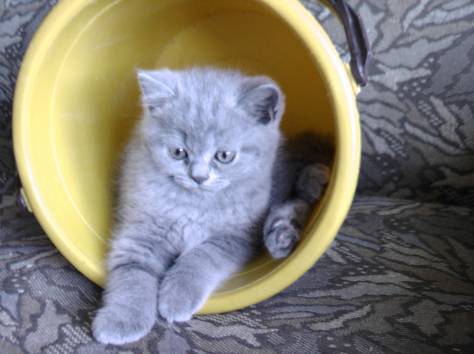 продажа британских короткошерстных котят с родословной, фотография 6