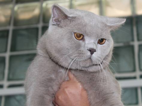 продажа британских короткошерстных котят с родословной, фотография 10